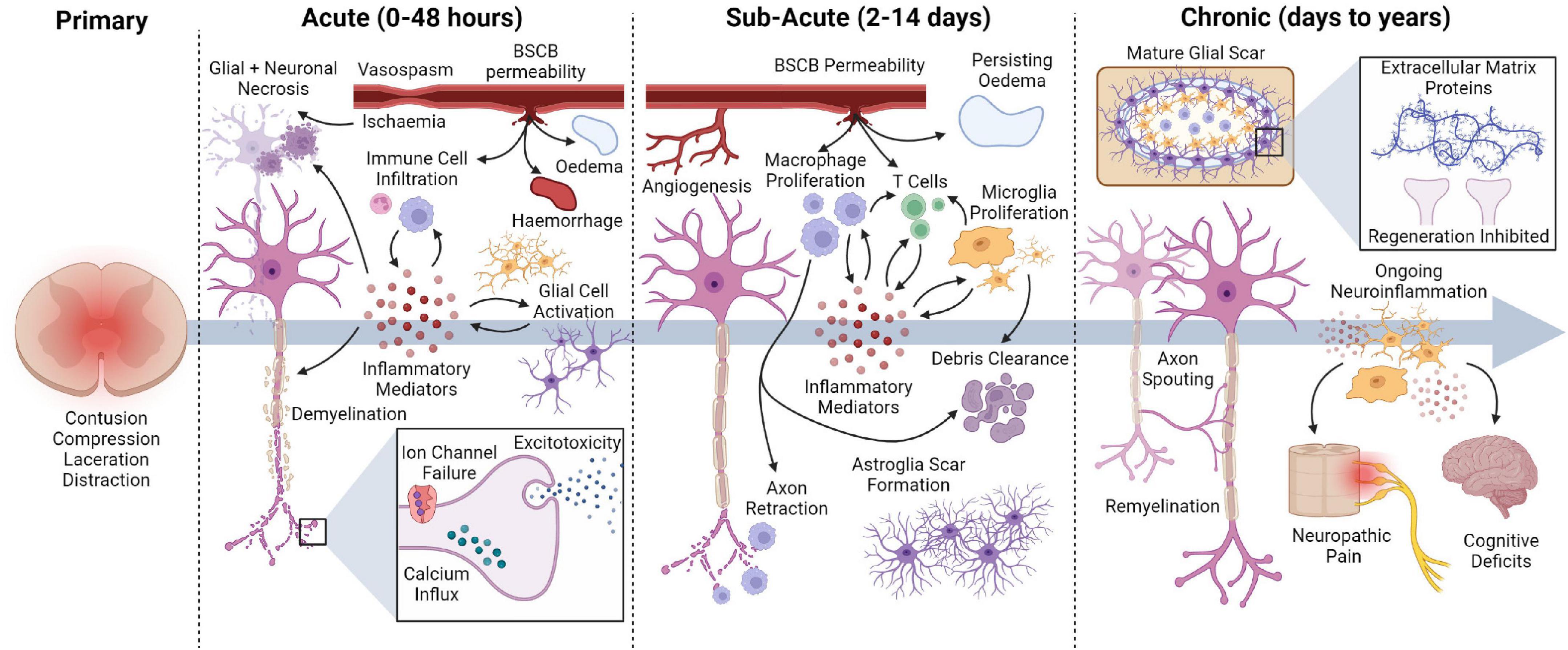 Electrical stimulation for the treatment of spinal cord injuries: A review of the cellular and molecular mechanisms that drive functional improvements
